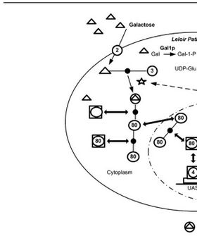 Characterizing the Memory of the GAL Regulatory Network in Saccharomyces cerevisiae