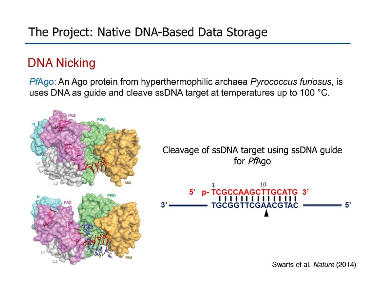 File:Riedel Storage and Processing with Native DNA.pdf