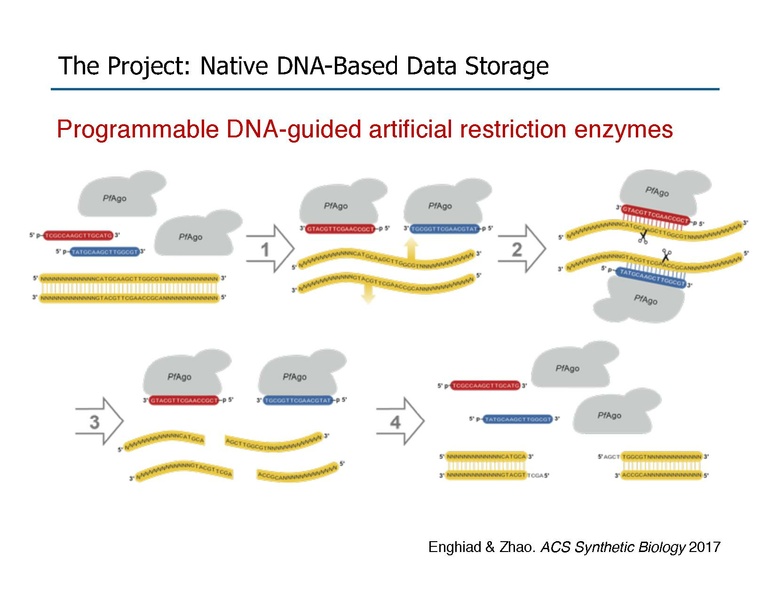 File:Riedel Storage and Processing with Native DNA.pdf