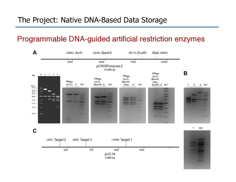 File:Riedel Storage and Processing with Native DNA.pdf