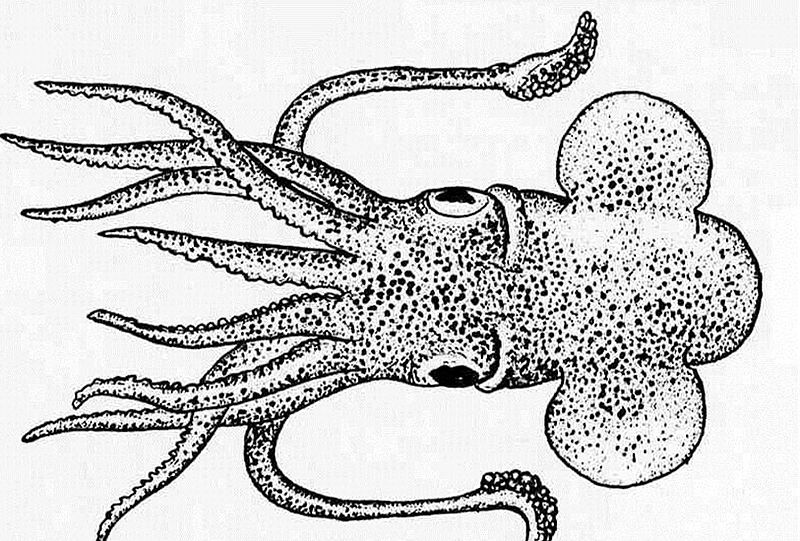 File:Squid.jpg