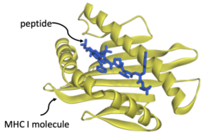 Peptide1.PNG